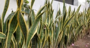 plantas purificar el aire