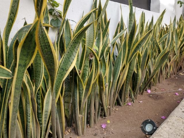 plantas purificar el aire