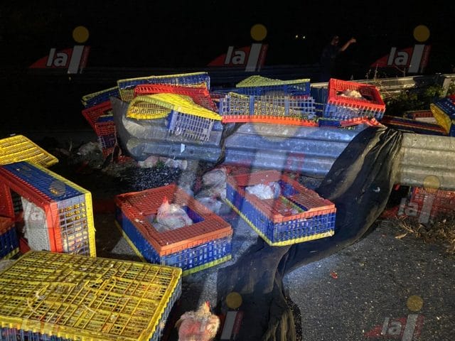 pollos Campeche-Champotón _2 pollos Campeche-Champotón