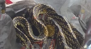 serpientes avenida Héroe de Nacozari
