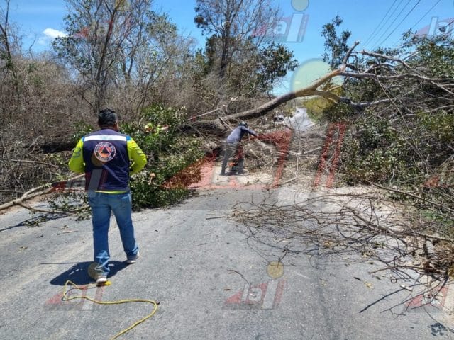 carretera antigua a Mérida árbol