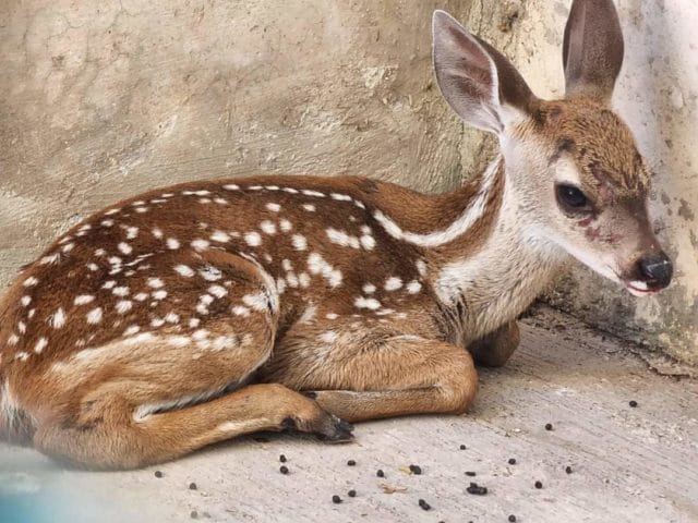 venadito secretaría de Educación