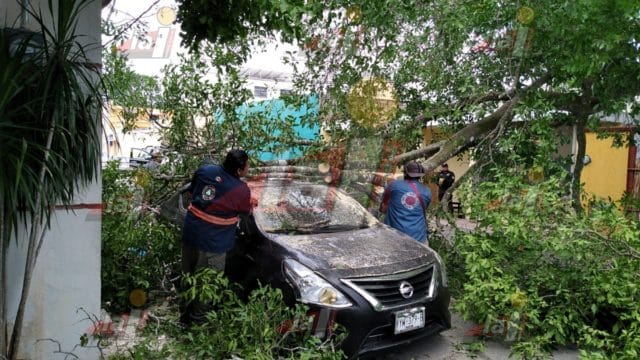 árbol cae valladolid