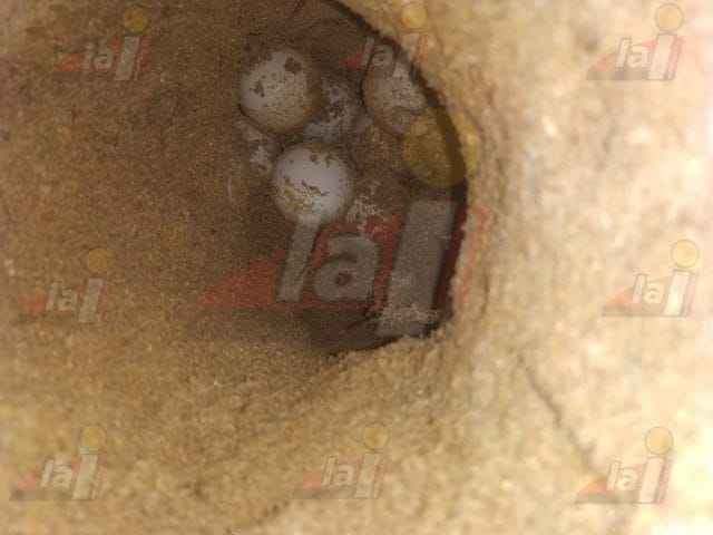 basura tortugas playa bonita