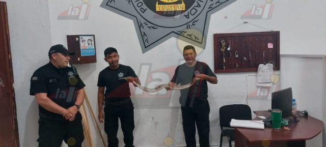 tzucacab serpiente