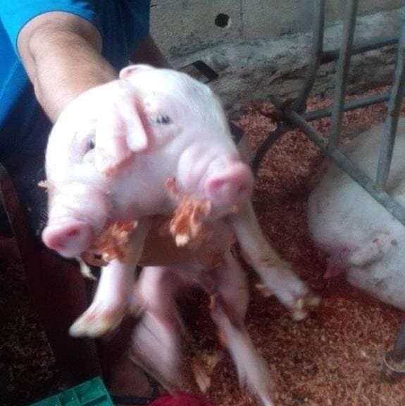 Nace cerdito con dos cabezas en Sacalum
