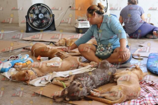 esterilización Progreso esterilización Progreso