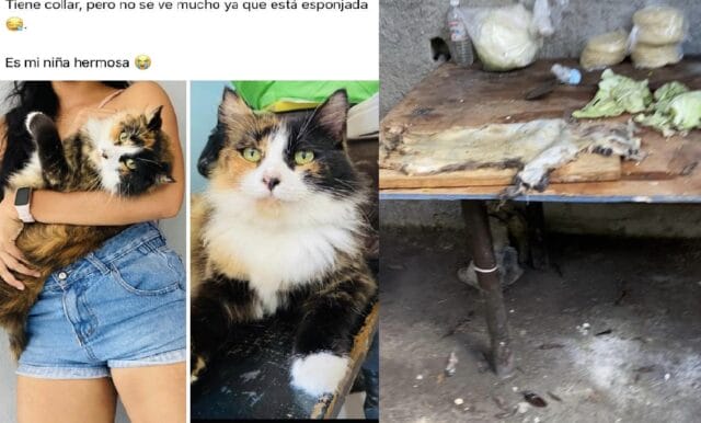 hombre Progreso se comió gato