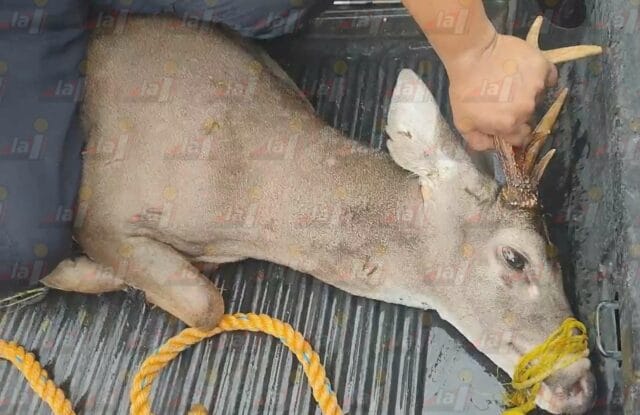 venado ciudad caucel (1)