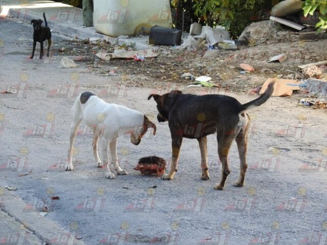 cráneo Campeche (1)
