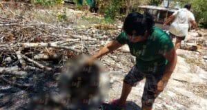 animales hecelchakán