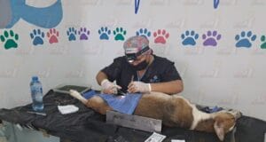 Campaña de esterilización canina y felina en Valladolid
