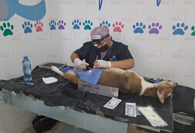 Campaña de esterilización canina y felina en Valladolid