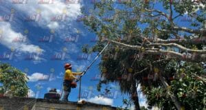 Oxkutzcab retiran árbol de más de 50 años
