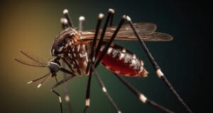 mosquito del dengue