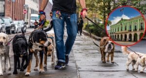 3 Parques para pasear a tu perro en Mérida