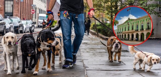 3 Parques para pasear a tu perro en Mérida 3 Parques para pasear a tu perro en Mérida