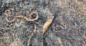 Capturan a dos serpientes tras fajina en escuela en Tzucacab