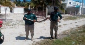 Capturan boa de más de dos metros en Chicxulub Puerto