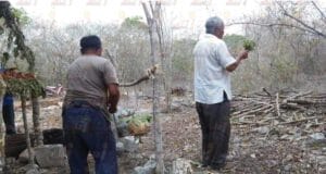 Curanderos mayas en Yucatán en extinción