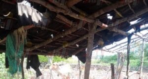 Denuncian robo masivo de carneros en ranchos de Sinanché