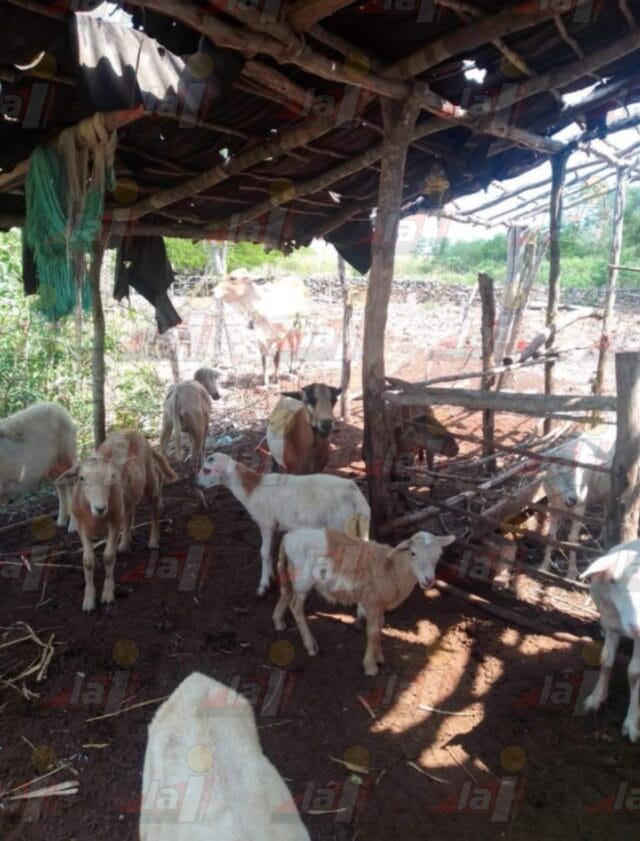 Denuncian robo masivo de carneros en ranchos de Sinanché