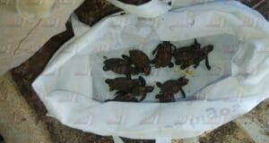 Rescatan 38 tortugas en una casa en Progreso