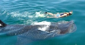 El tiburón ballena llega a costas yucatecas en septiembre