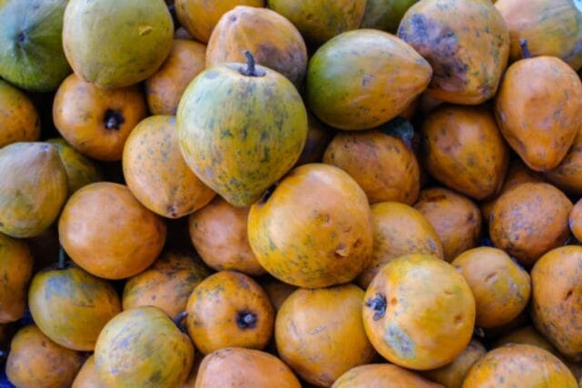 Frutos nativos de Yucatán se están extinguiendo