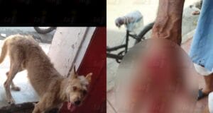 Perro callejero muerde a abuelito en Acanceh