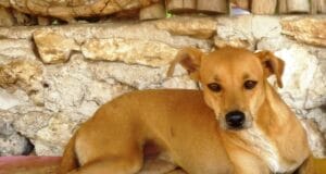 Pobladores de Hunucmá pide justicia por supuesto maltrato animal