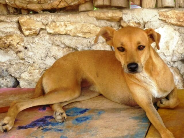 Pobladores de Hunucmá pide justicia por supuesto maltrato animal