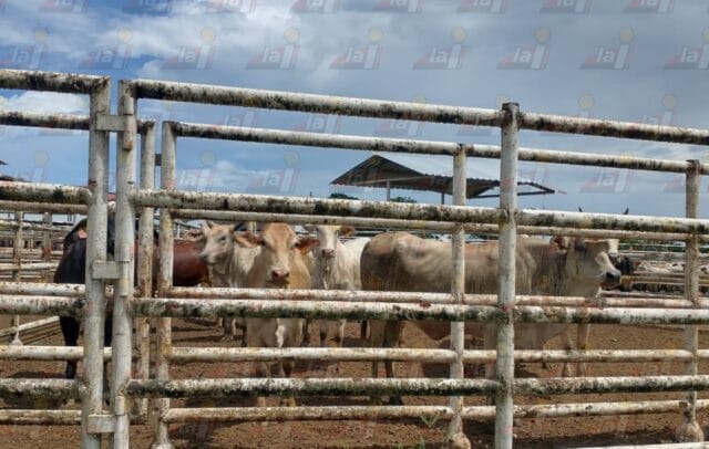 Productores de Tizimín celebran exportación de ganado a E.U.A