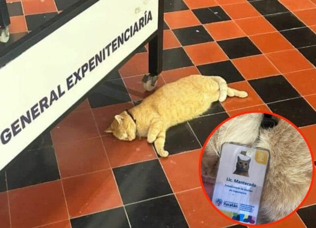 Gatito fue adoptado en ex-peni de Mérida
