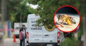 Abejas arrebatan la vida a joven mientras trabajaba en el monte