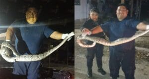 Capturan a serpiente gigante en Tizimín; invadiría una casa