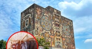 Chinches invaden la UNAM: alumnos a clases virtuales