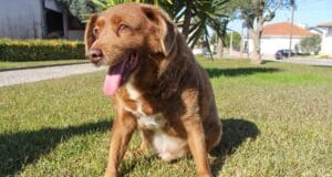 El perro más viejo del mundo fallece en Portugal