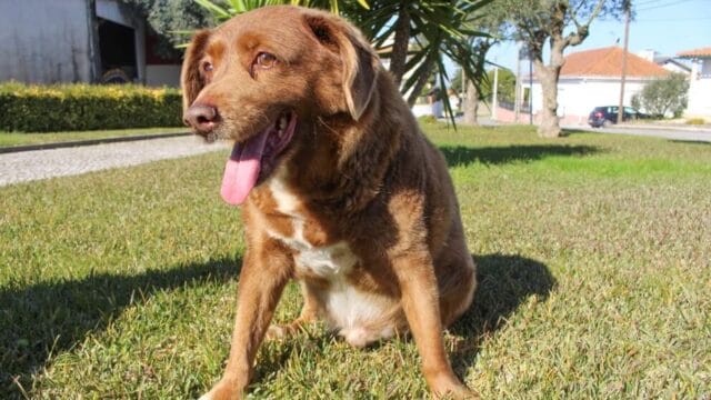 El perro más viejo del mundo fallece en Portugal