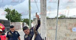 Encuentran serpiente inmensa cerca de plaza comercial de Mérida
