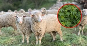 Ovejas comen 300 kilos de mariguana en Grecia. Así reaccionaron