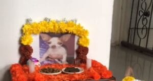 Perrito se prepara para recibir Día de Muertos de catrina