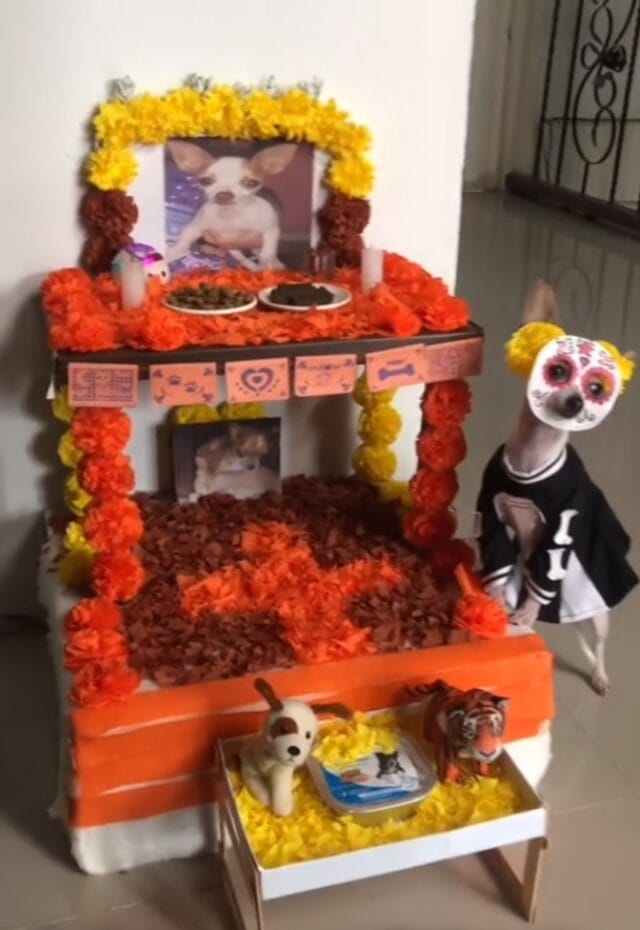 Perrito se prepara para recibir Día de Muertos de catrina