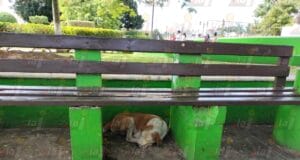 Preocupación por el aumento de perros callejeros en Peto