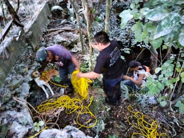 Rescatan al perro 'Canelo' de cenote en Tizimín; llevaba 3 días ahí