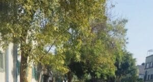 cuerpo bebé colonia 20 de Noviembre