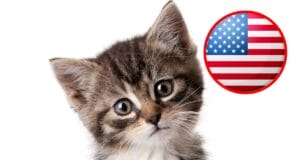 ¡Hoy es el Día internacional del Gato!, pero solo en Estados Unidos