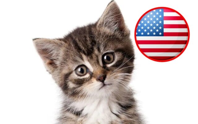 ¡Hoy es el Día internacional del Gato!, pero solo en Estados Unidos (1) ¡Hoy es el Día internacional del Gato!, pero solo en Estados Unidos