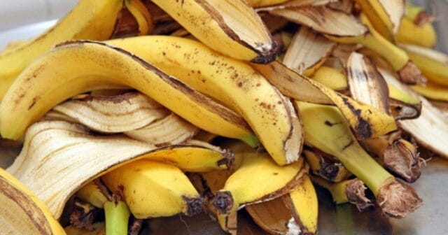 ¿Por qué no debes tirar las cáscaras de plátano? Te explicamos