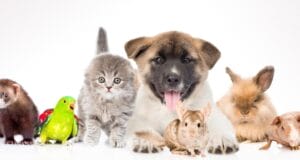 ¿Por qué tener mascotas hace bien a la salud de las personas?